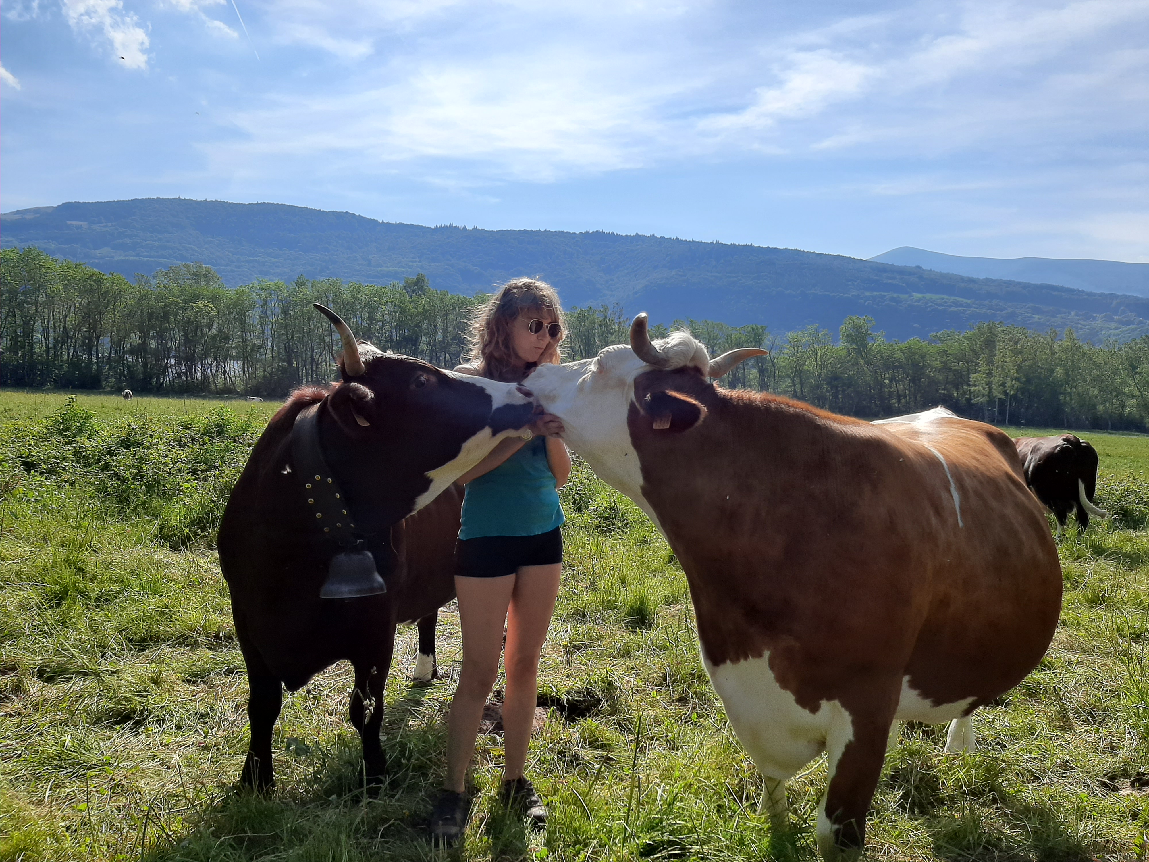 Troupeau GAEC Normand